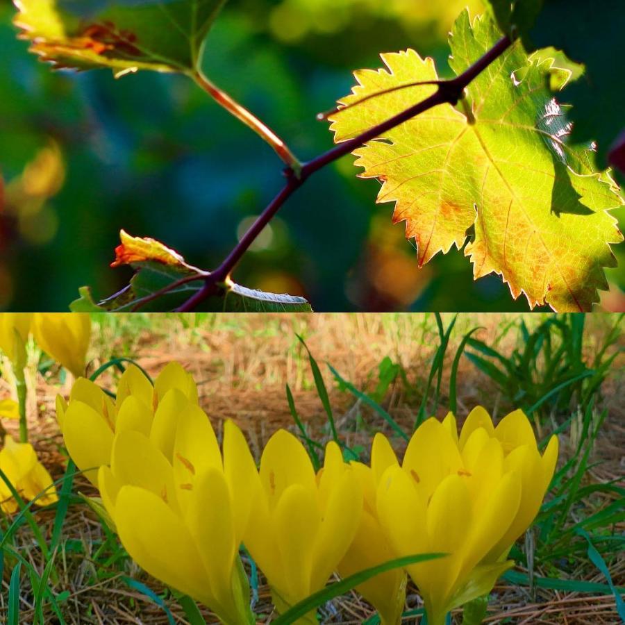 La Maison Grenadine Pres Du Canal Du Midi Tourouzelle Экстерьер фото